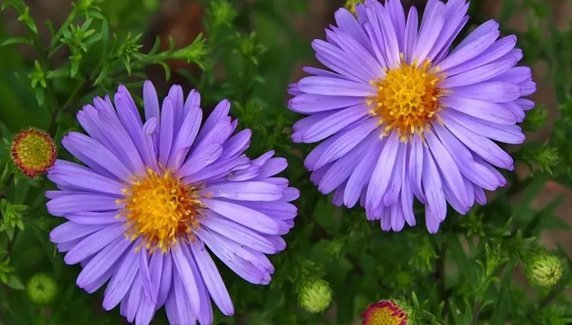 Aster Çiçeği Nasıl Yetiştirilir, Bakımı Nasıl Yapılır?