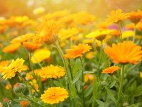 Aynısefa Çiçeği Nasıl Yetiştirilir, Bakımı Nasıl Yapılır?