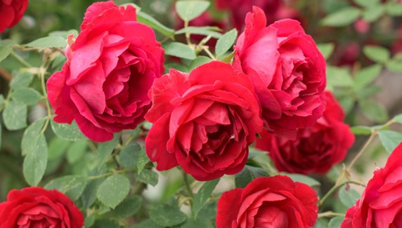 Gül Nasıl Yetiştirilir, Bakımı Nasıl Yapılır?