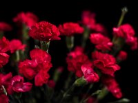 Karanfil  Çiçeği Nasıl Yetiştirilir, Bakımı Nasıl Yapılır?