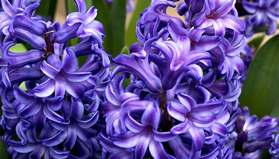 Sümbül Çiçeği Nasıl Yetiştirilir, Bakımı Nasıl Yapılır?