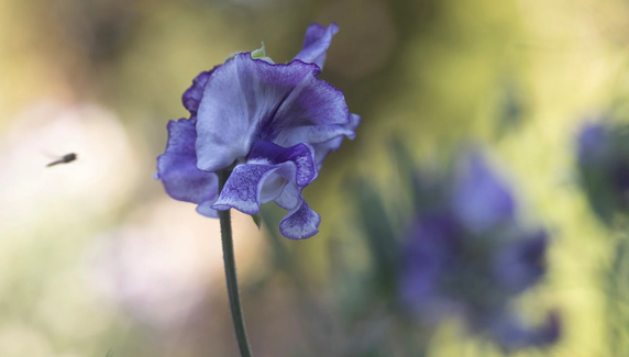 Tatlı Bezelye Çiçeği Nasıl Yetiştirilir, Bakımı Nasıl Yapılır?
