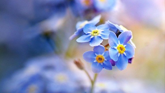 Unutma Beni Çiçeği Nasıl Yetiştirilir, Bakımı